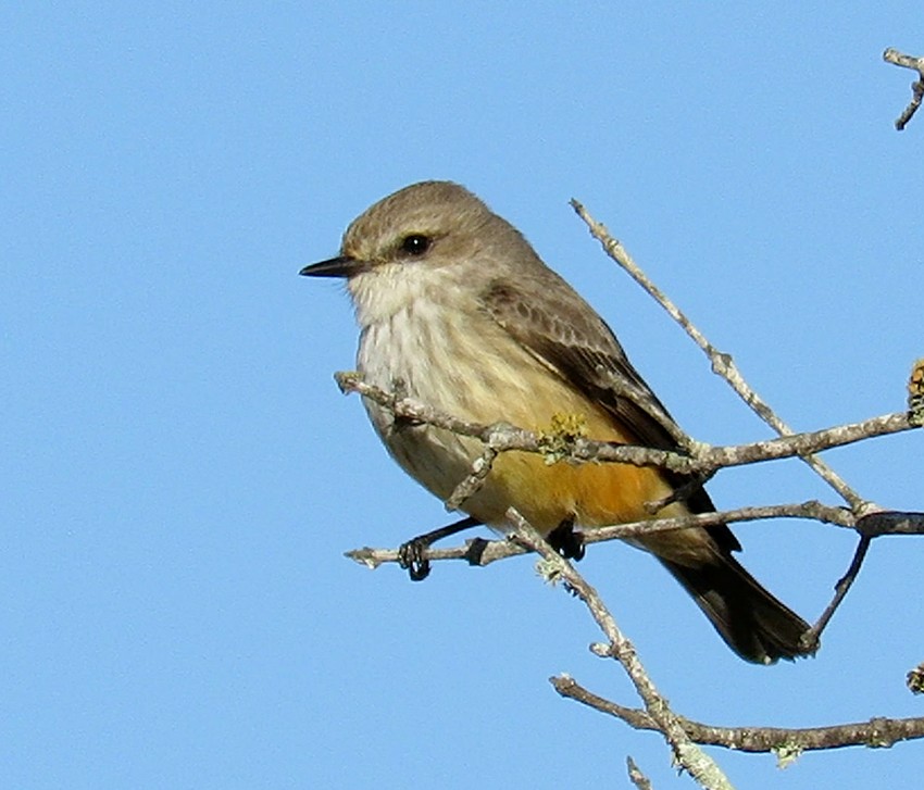 Vermilion Flycatcher - ML294285161