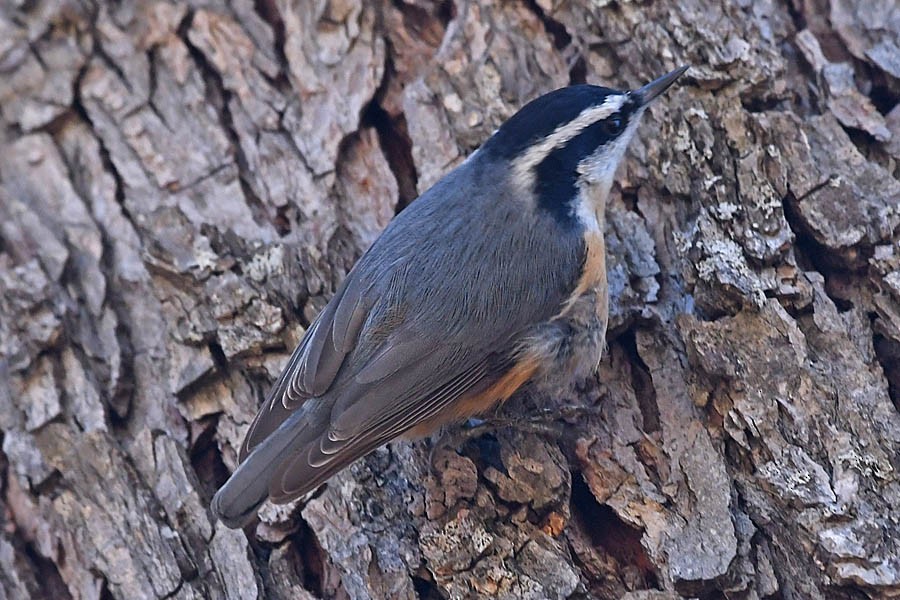 Red-breasted Nuthatch - ML294285231