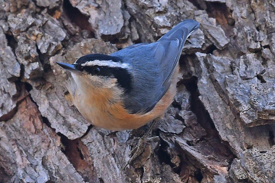 Red-breasted Nuthatch - ML294285241