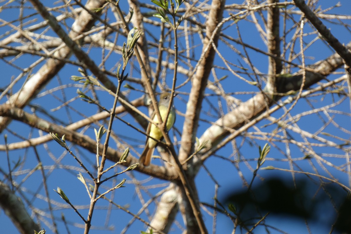 Great Crested Flycatcher - ML294286371