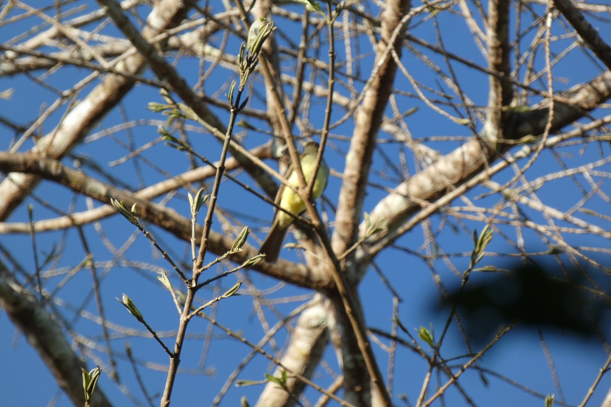 Great Crested Flycatcher - ML294286411