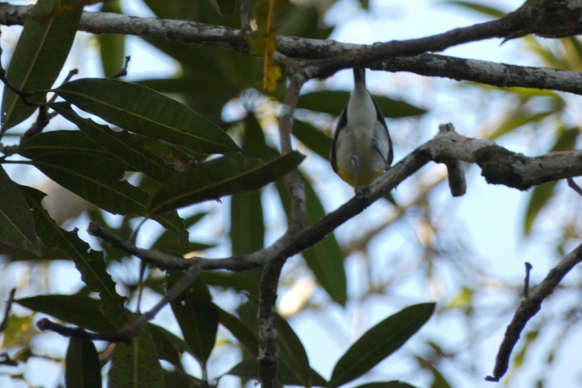 Yellow-throated Vireo - ML294286901