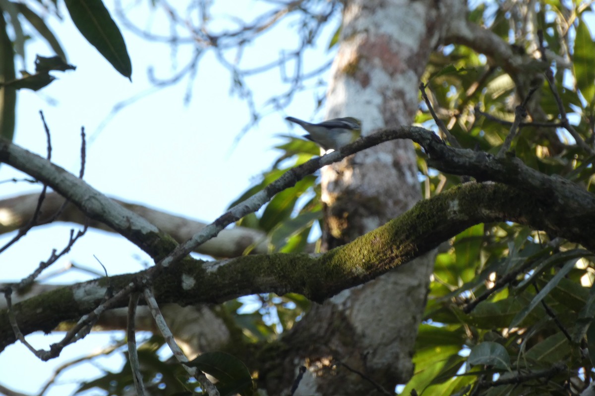 Yellow-throated Vireo - ML294286991