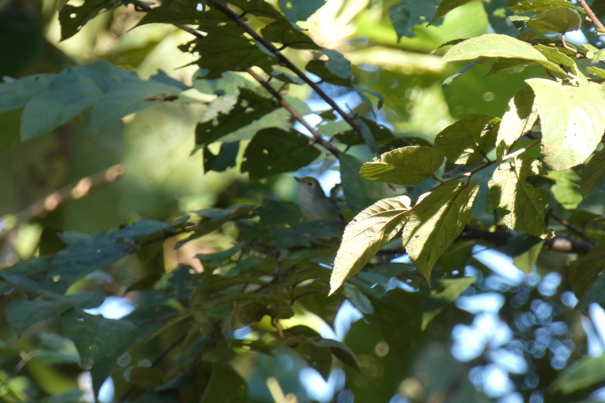 Chestnut-sided Warbler - ML294287551