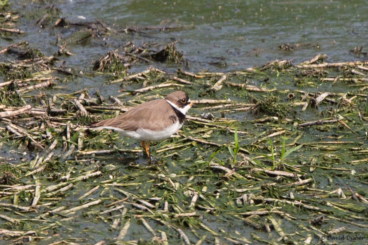 Semipalmated Plover - ML29428971