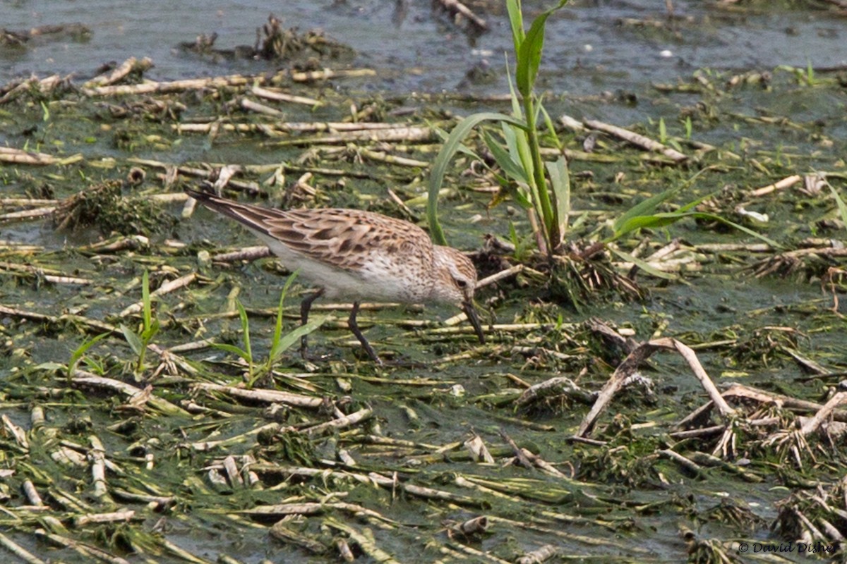 White-rumped Sandpiper - ML29429051