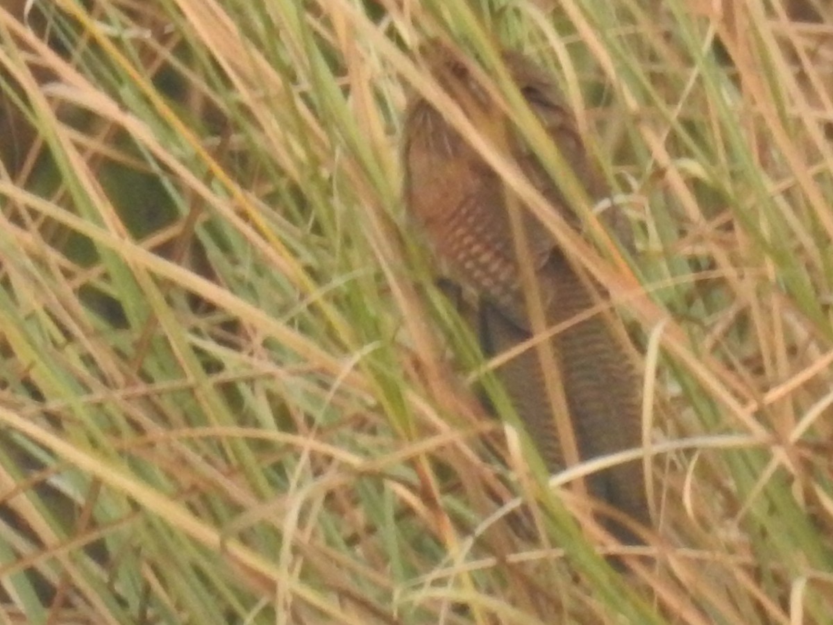 Lesser Coucal - ML294290611