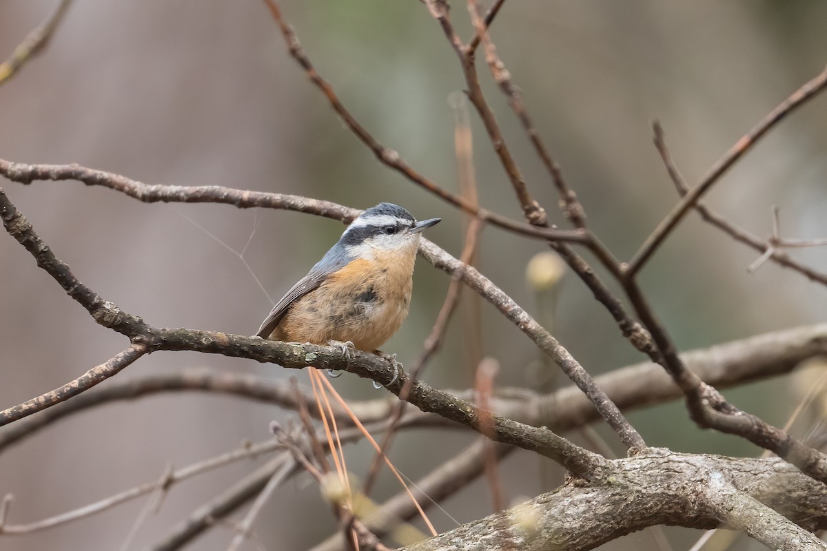 Red-breasted Nuthatch - ML294290811