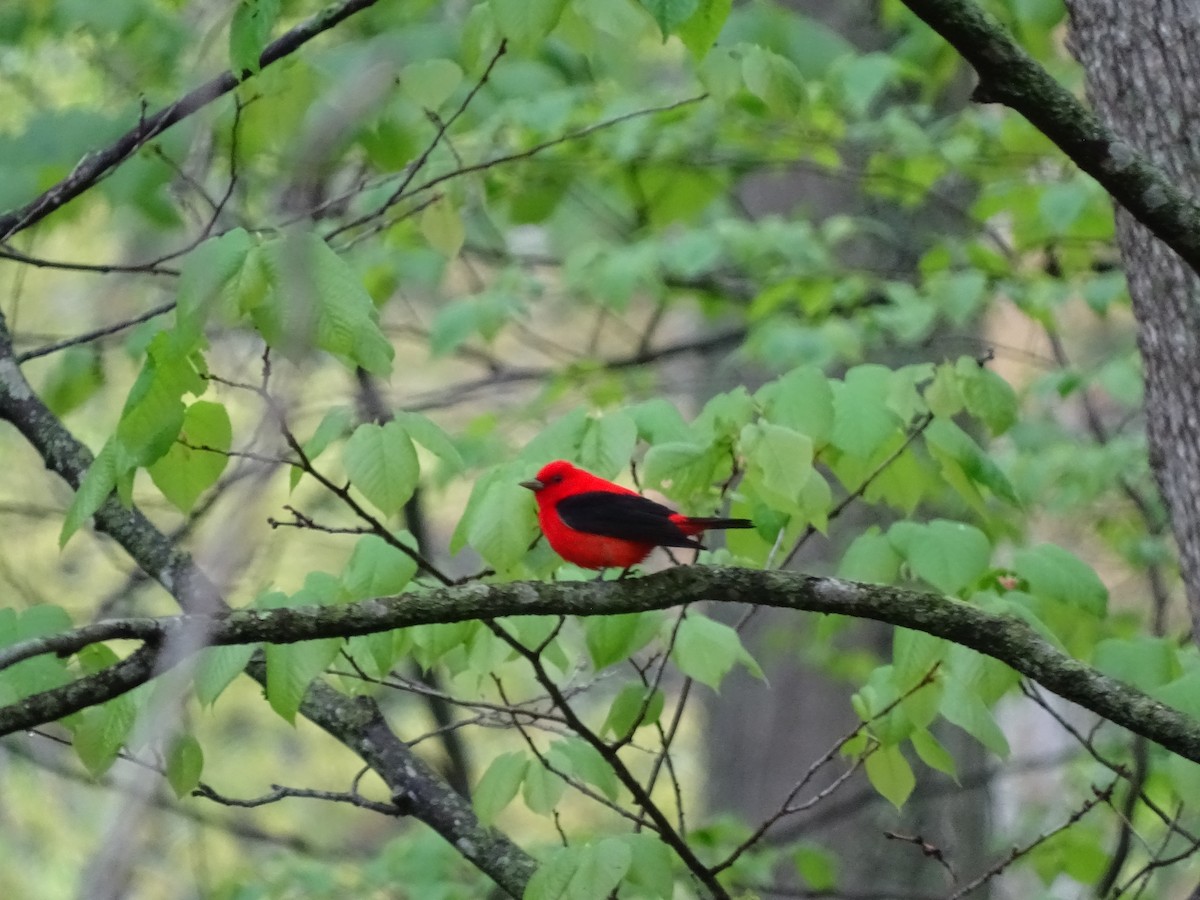 Scarlet Tanager - ML29429171