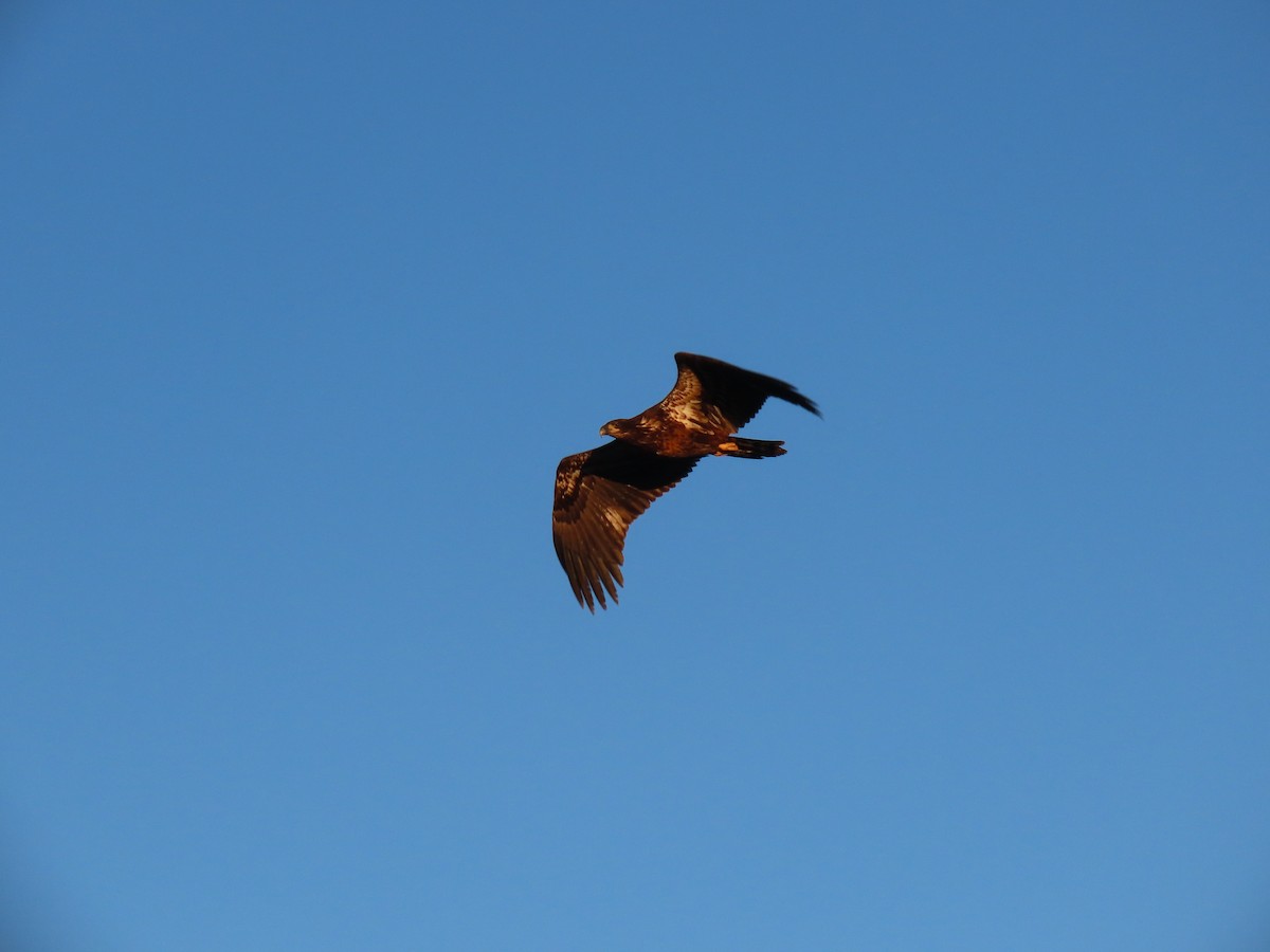 Bald Eagle - Kenneth Bader