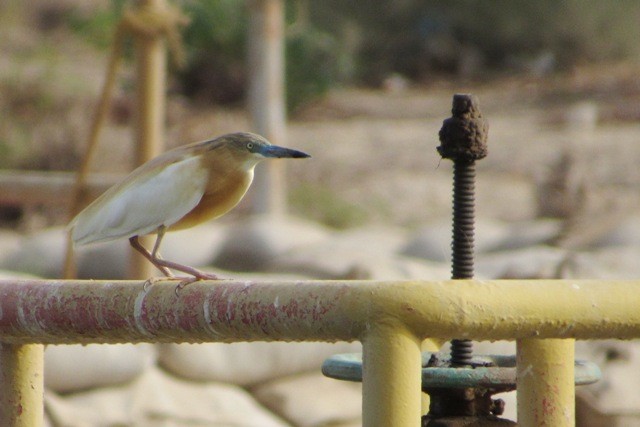 Squacco Heron - Paulo Alves