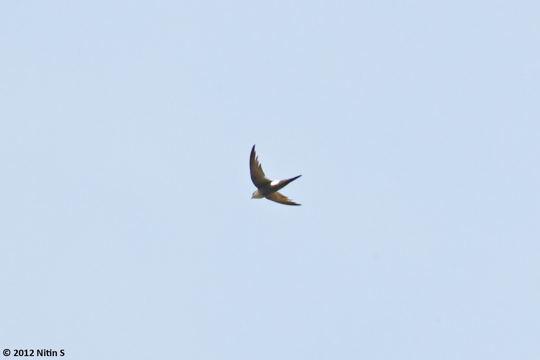 Blyth's Swift - ML294294241