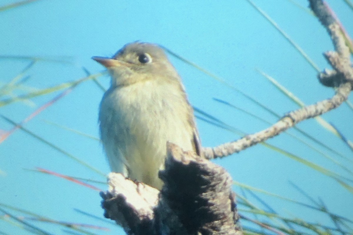 Cuban Pewee - Trey McCuen