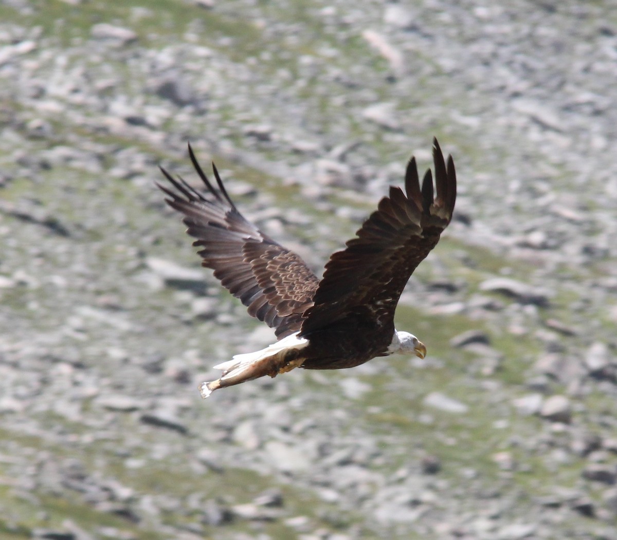 Bald Eagle - Anonymous