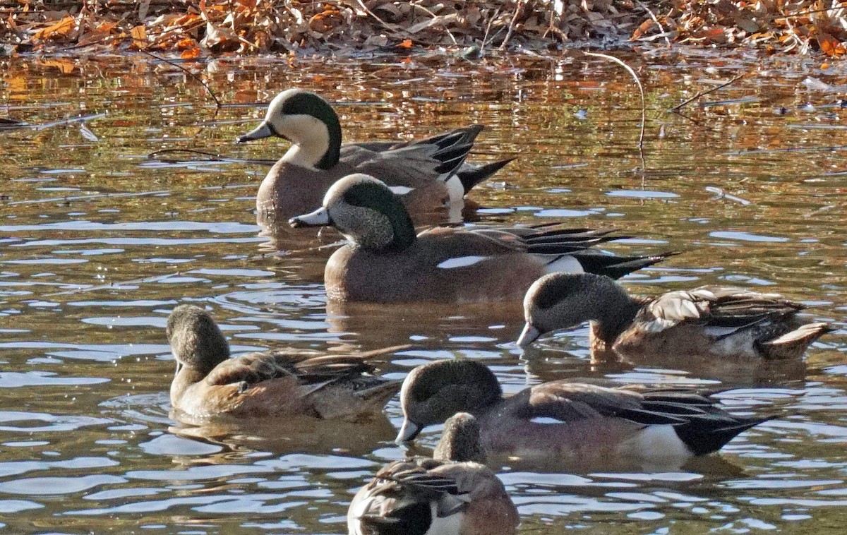 American Wigeon - bo nelson