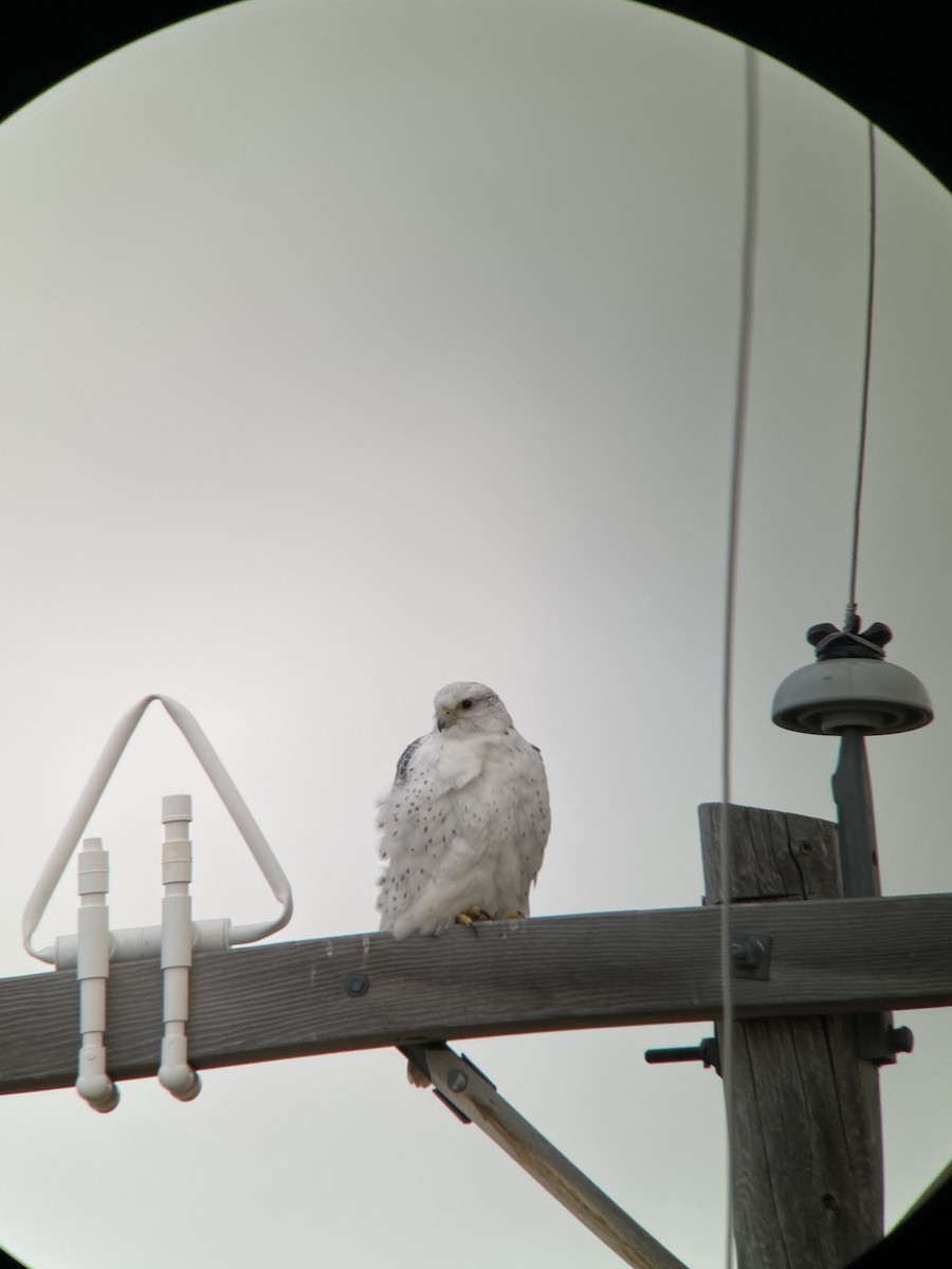 Gyrfalcon - ML294295061