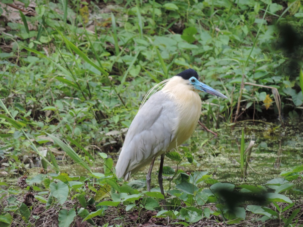 Capped Heron - ML294295071