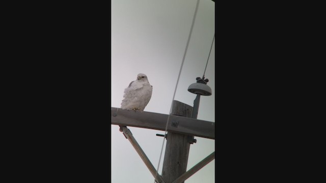 Gyrfalcon - ML294295501