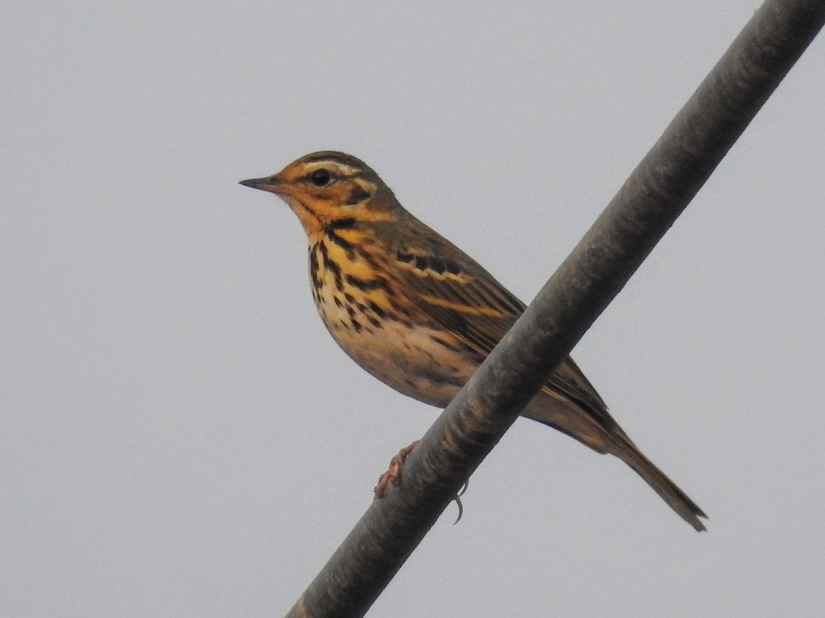 Olive-backed Pipit - Sovan Gupta