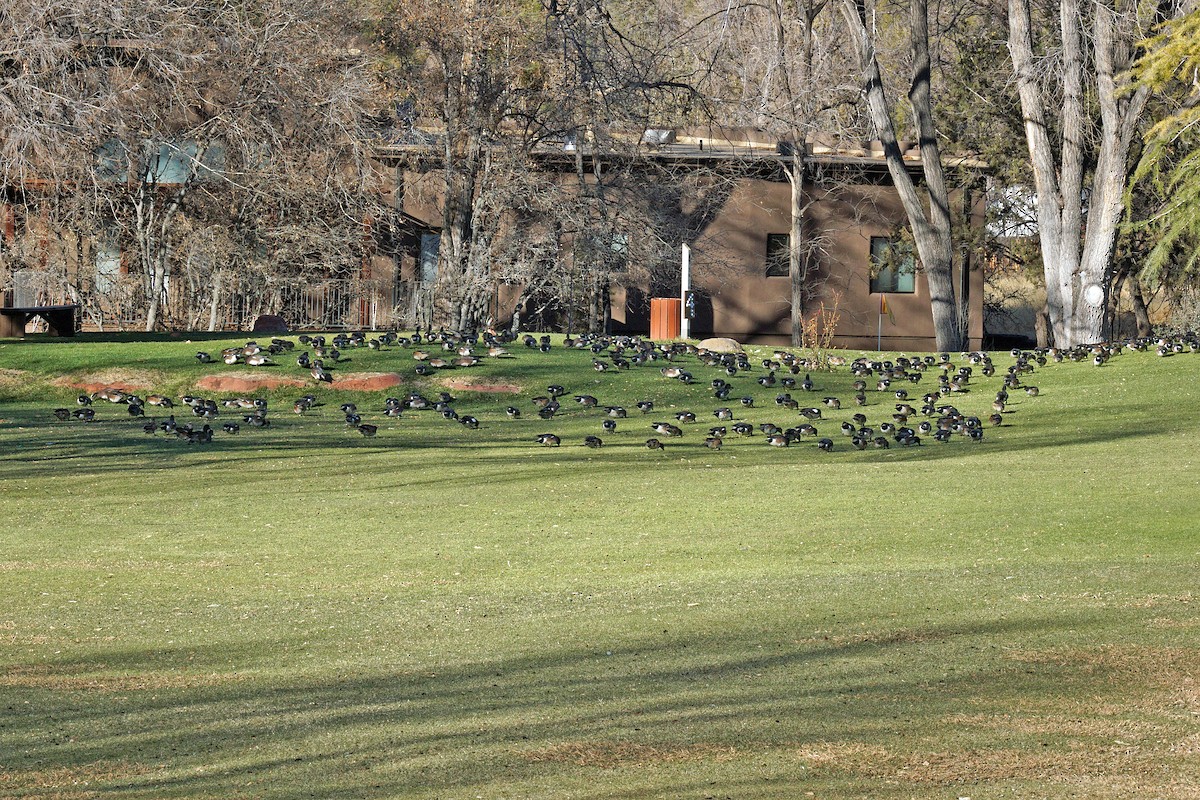 American Wigeon - bo nelson