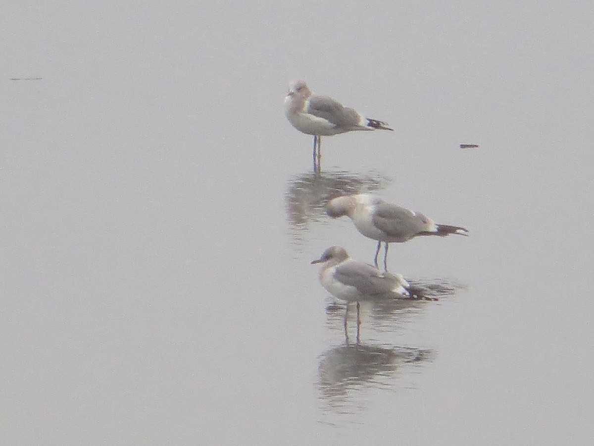 Short-billed Gull - ML294298641