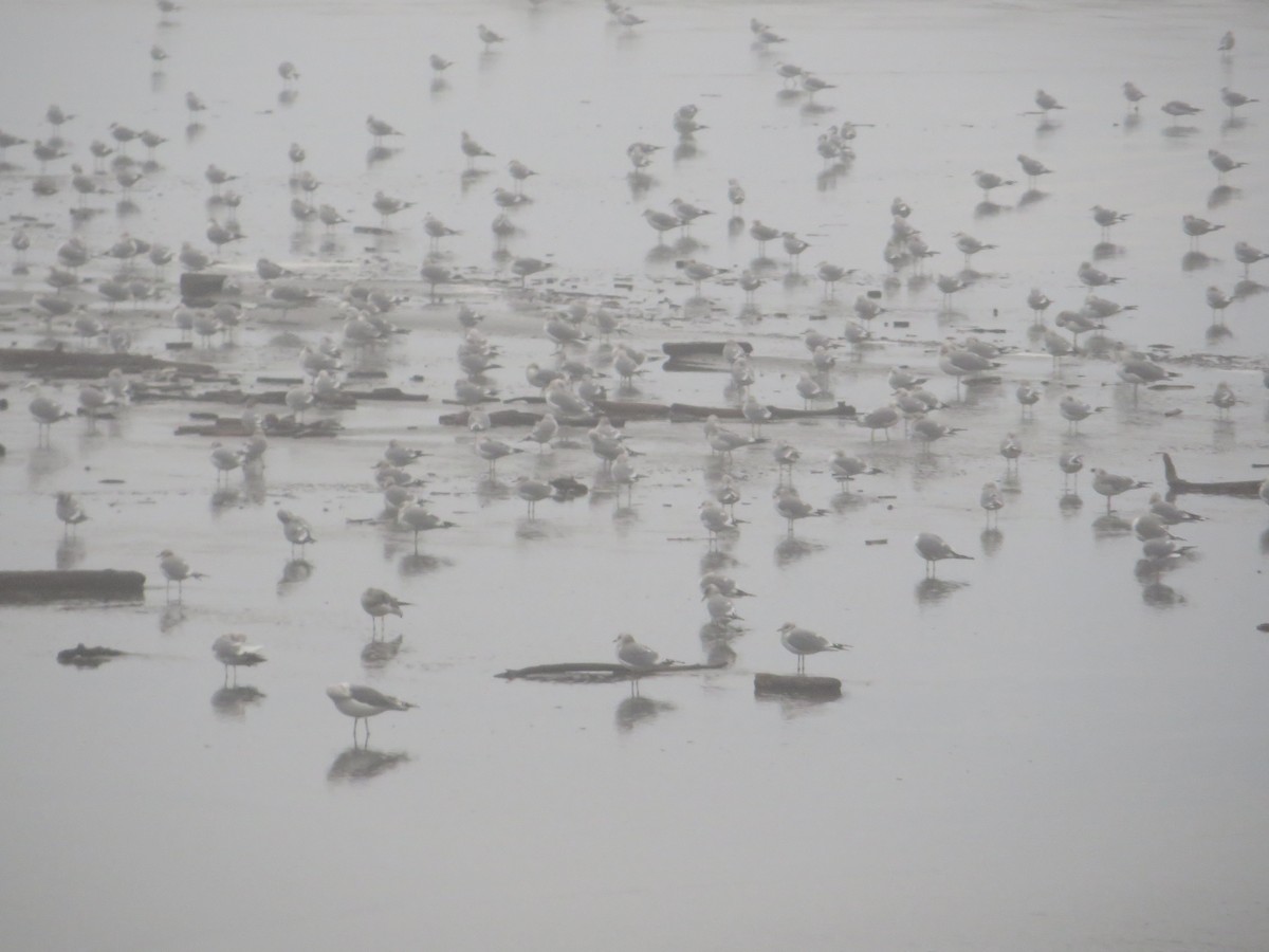 Short-billed Gull - ML294298661