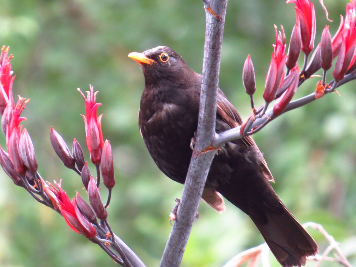 Eurasian Blackbird - ML294298711