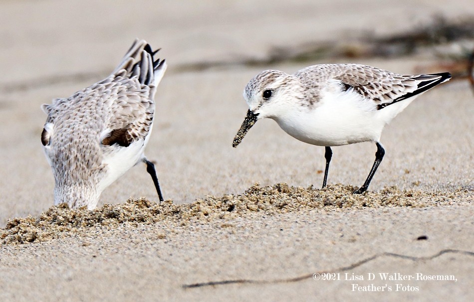 Гурвалж элсэг - ML294298971