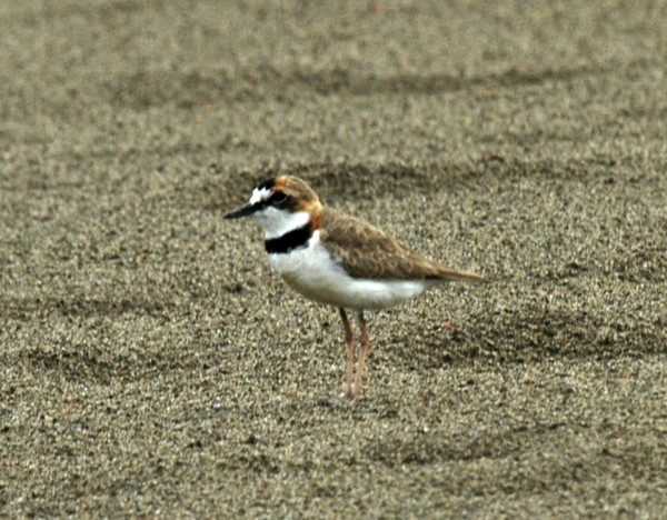 Collared Plover - johnny powell