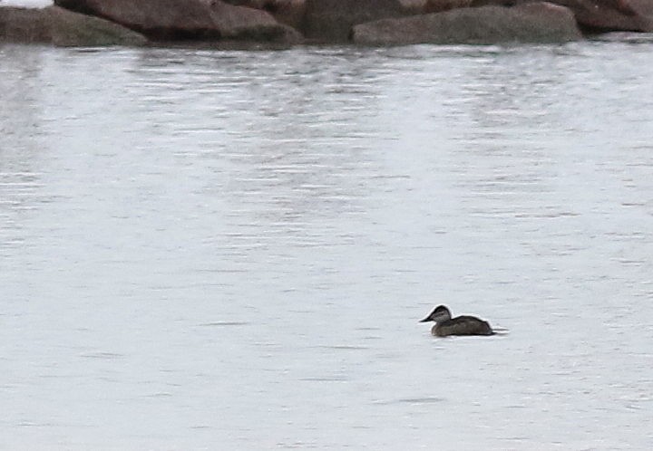 Ruddy Duck - ML294299531