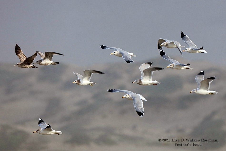 California Gull - ML294299631