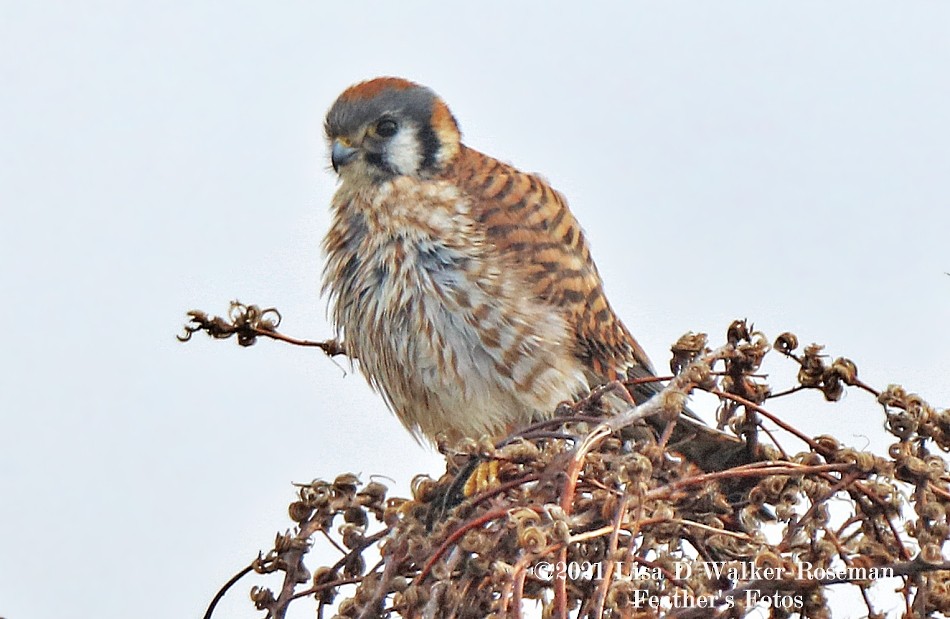 American Kestrel - ML294299971