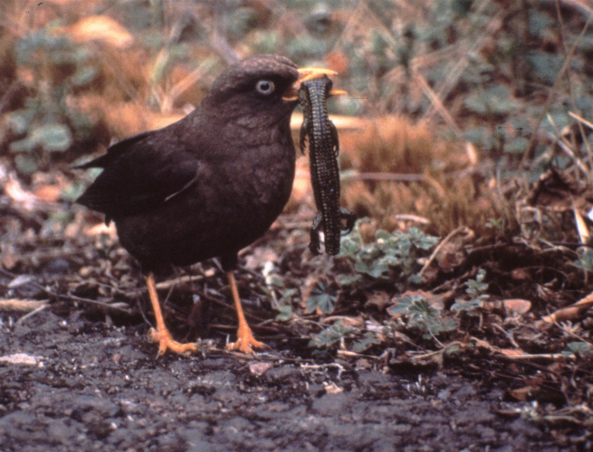 Sooty Thrush - ML29430141