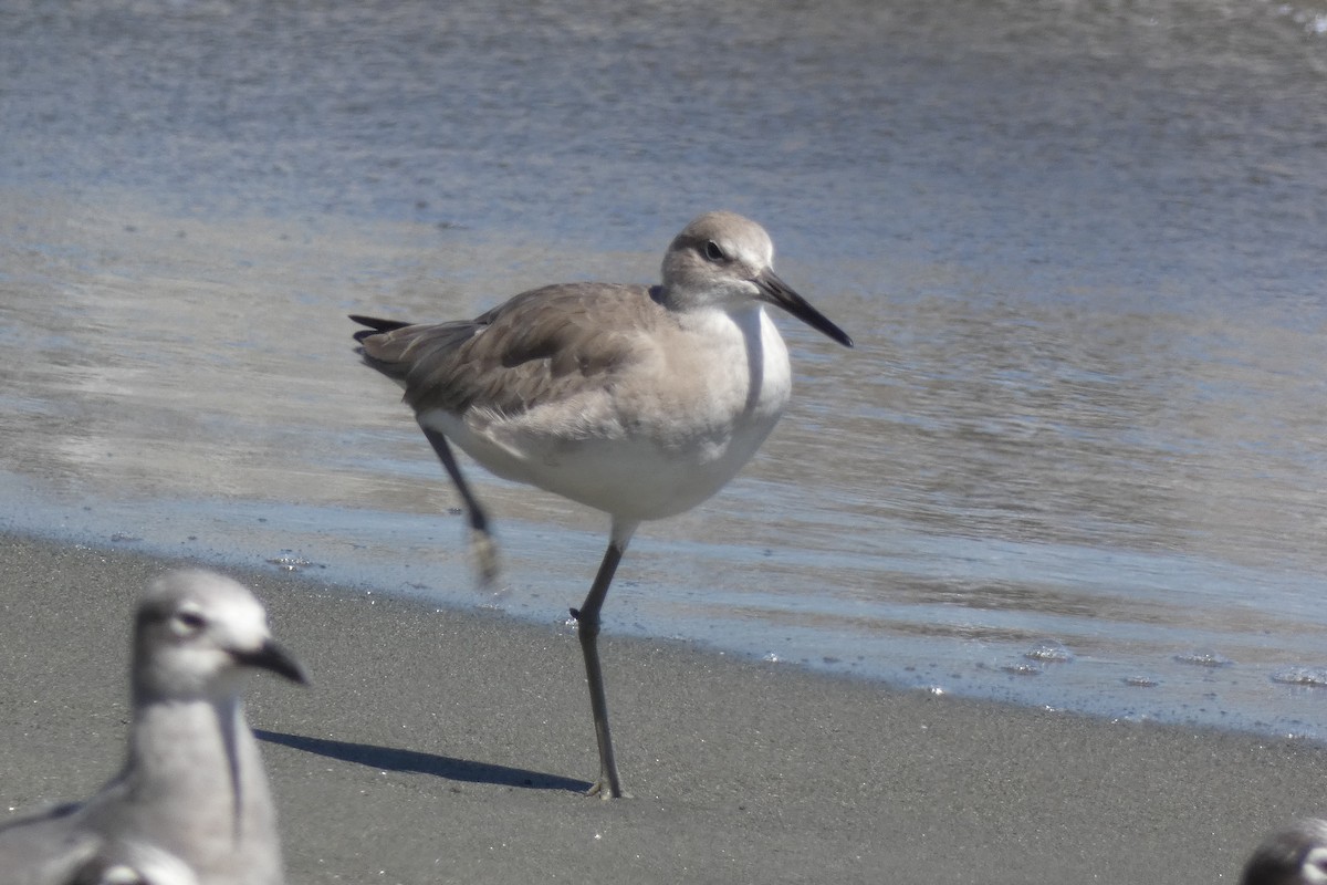 Willet - ML294301501