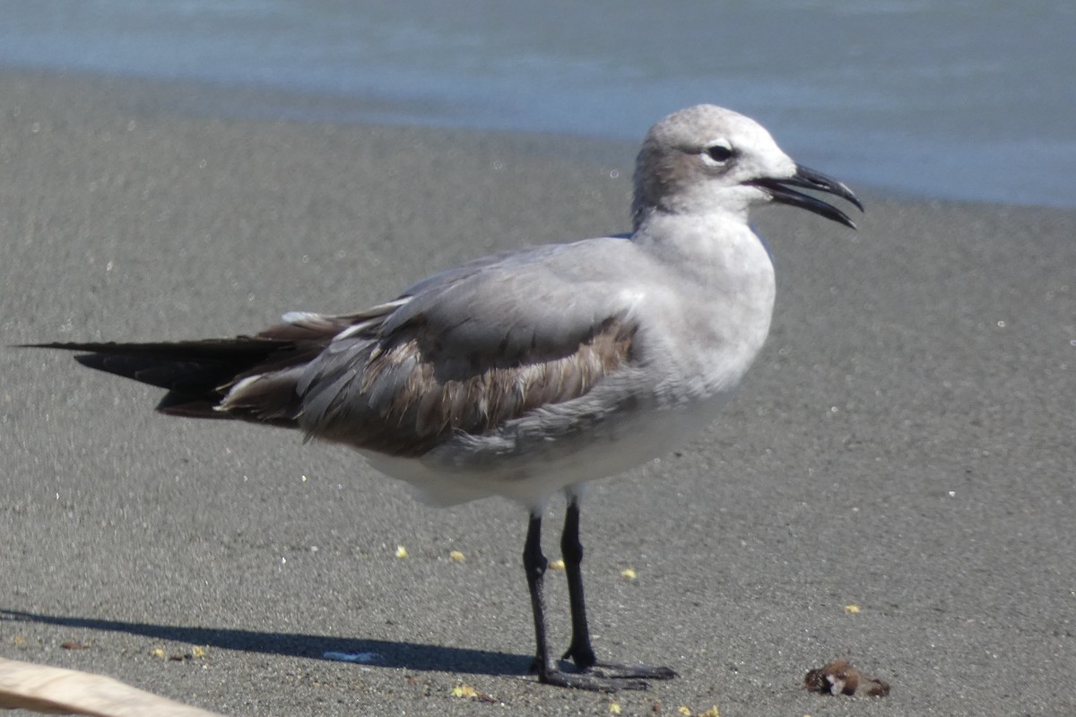 Laughing Gull - ML294301741