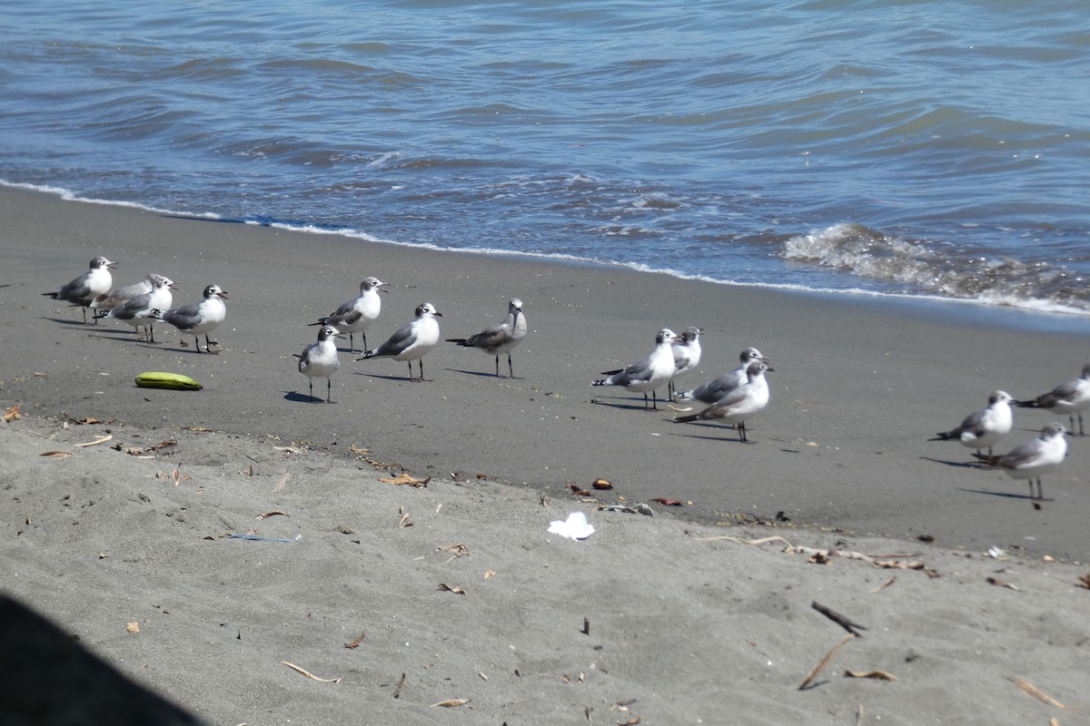 Franklin's Gull - Ricardo Brenes