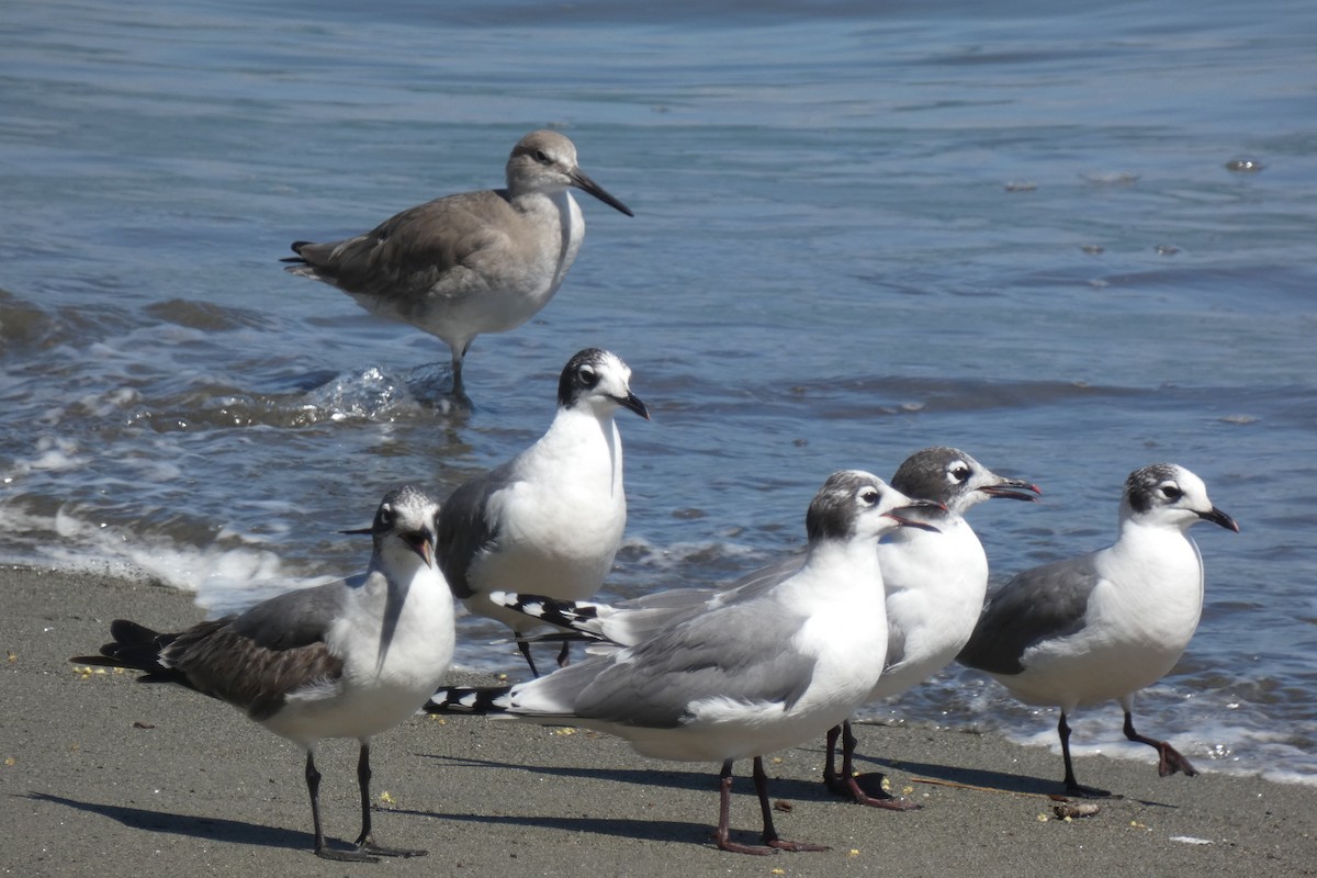 Franklin's Gull - ML294302001