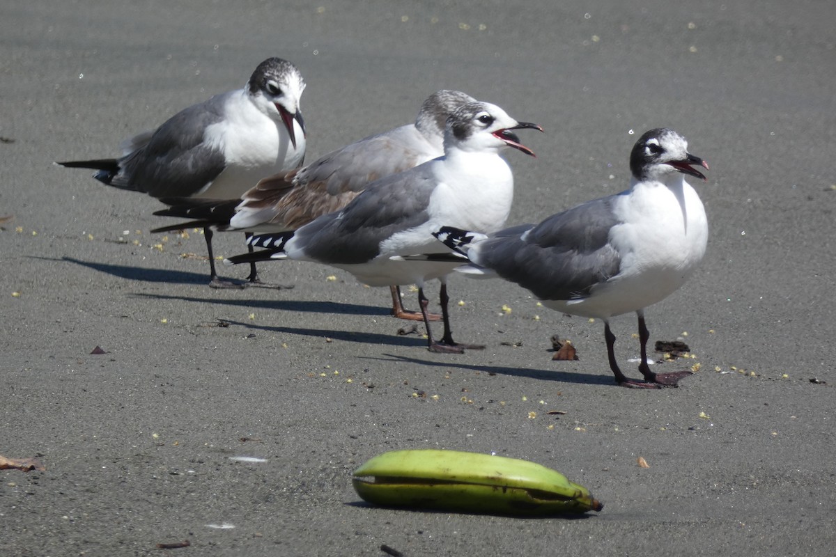 Franklin's Gull - Ricardo Brenes