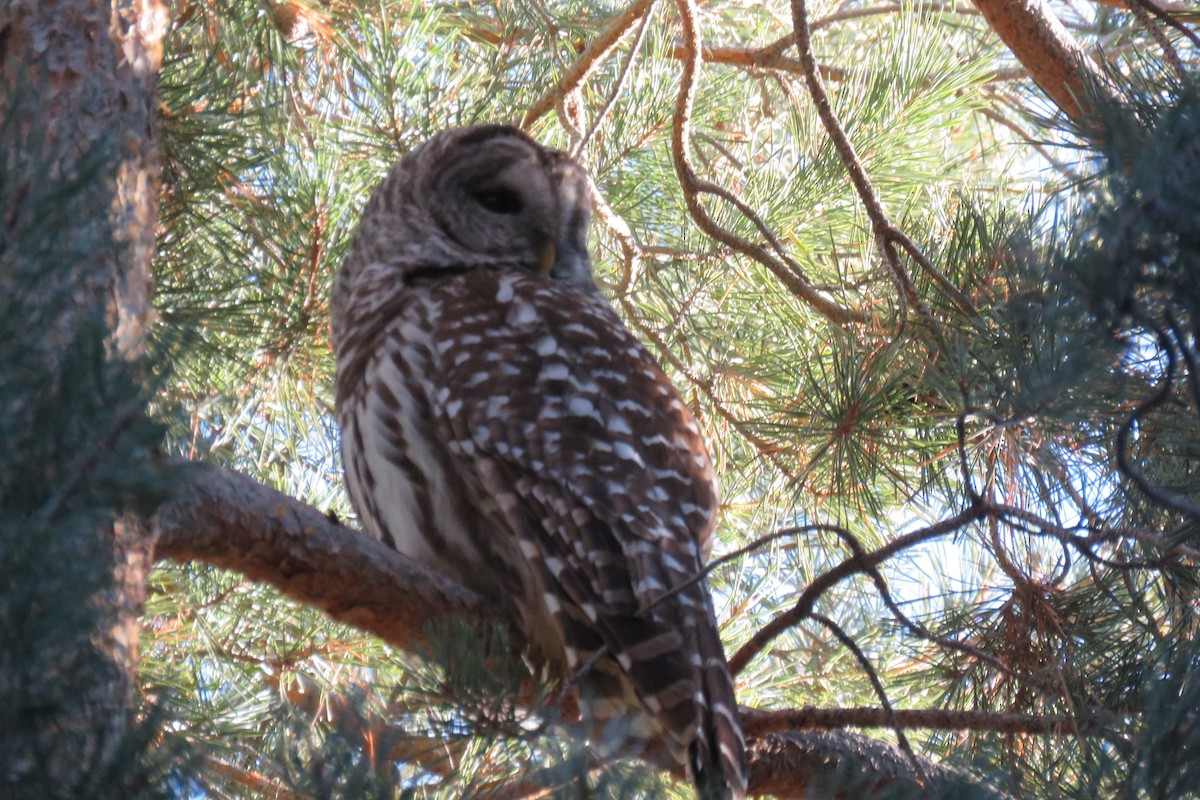 Barred Owl - ML294303181