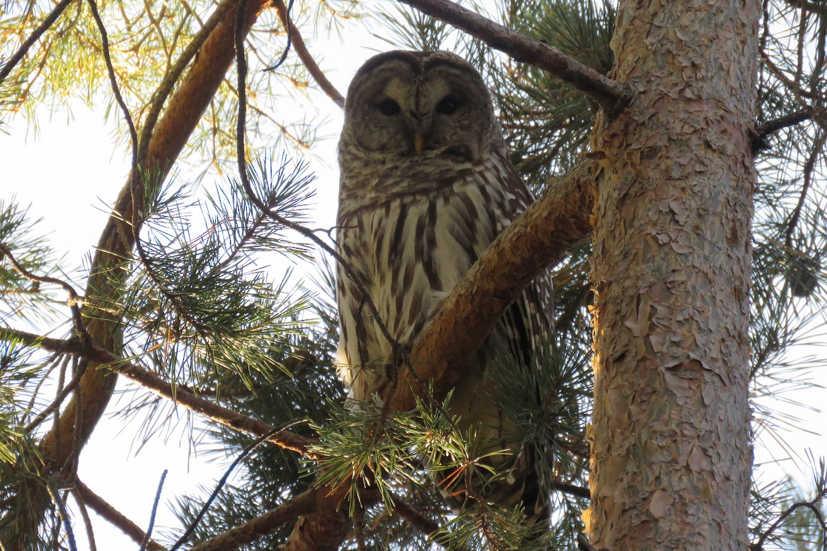 Barred Owl - ML294303361