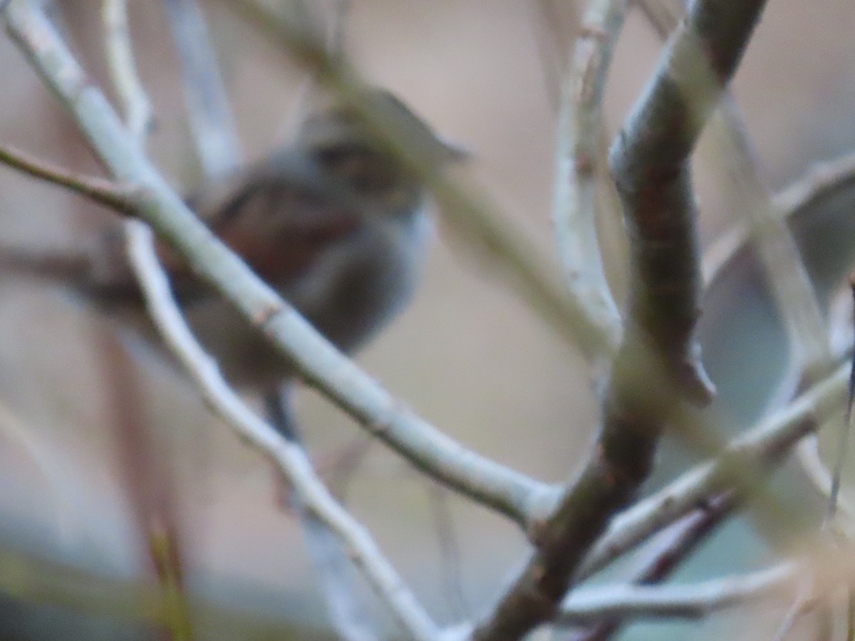 Swamp Sparrow - ML294303531