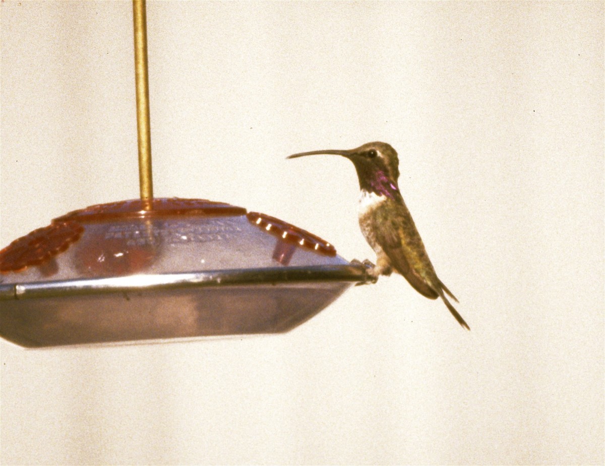 Lucifer Hummingbird - ML29430451