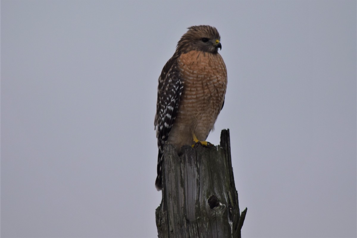 Red-shouldered Hawk - Nancy Price