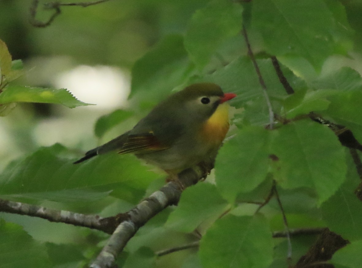 Red-billed Leiothrix - ML29430991