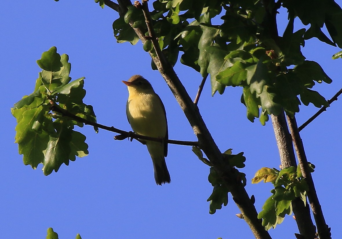 Melodious Warbler - ML29431011
