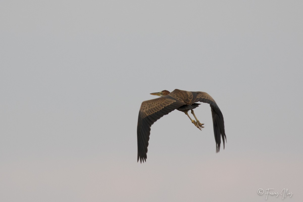 Purple Heron - ML294311321