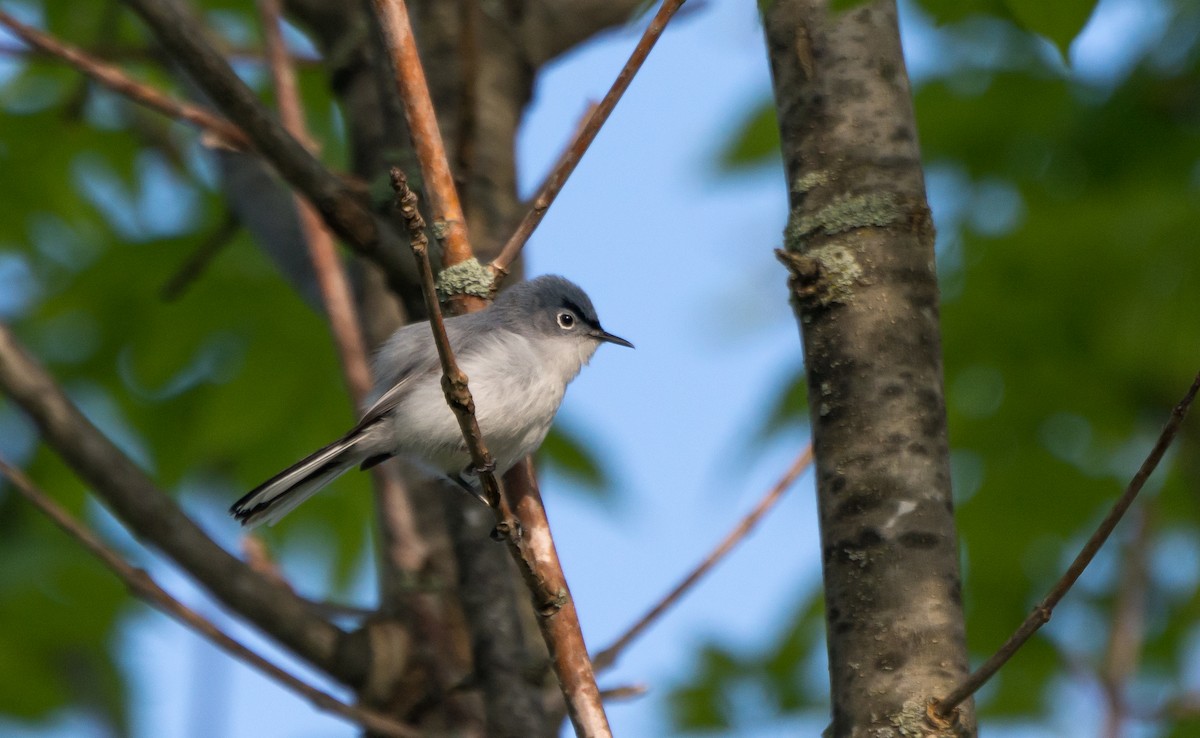 Gobemoucheron gris-bleu - ML29431361