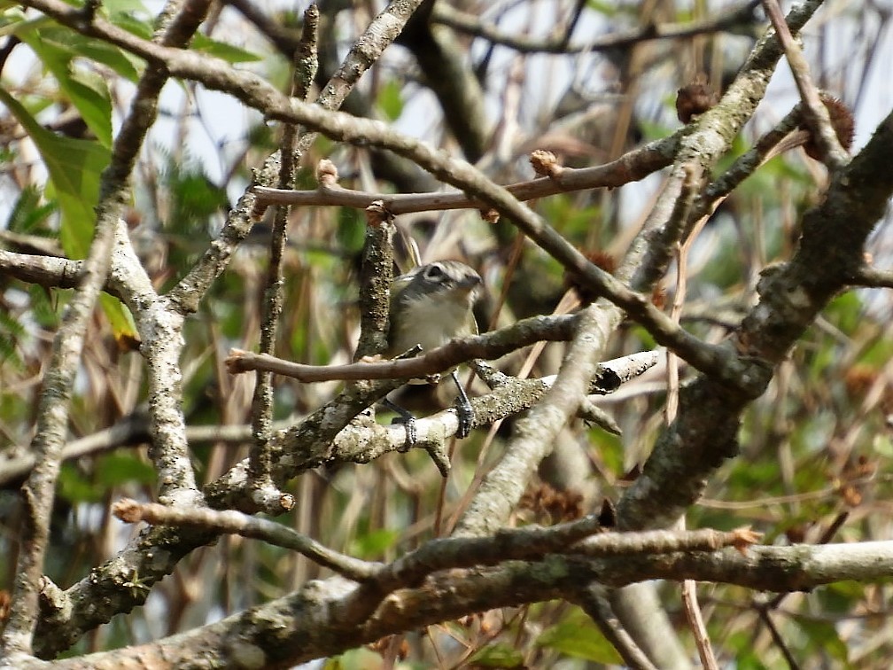 Plumbeous Vireo - ML294313741