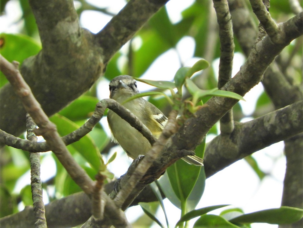 Plumbeous Vireo - ML294313811