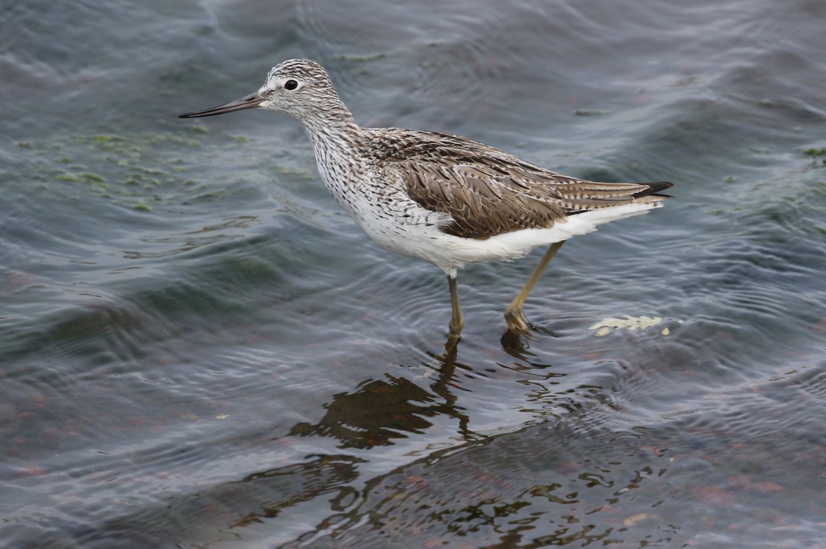 Common Greenshank - ML29432141